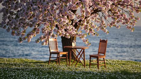 cherry blossom picnic by the sea