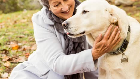 happy caucasian senior woman petting her golden retriever pet dog in park