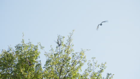 Pigeons-Flying-And-Land-On-Top-Of-Branches-Of-Tree-In-Park-On-A-Sunny-Summer-Day-In-Tokyo,-Japan