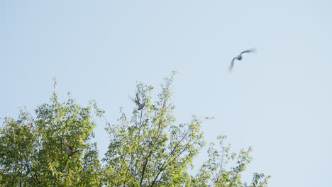 palomas volando y aterrizando sobre ramas de árboles en el parque en un día soleado de verano en tokio, japón