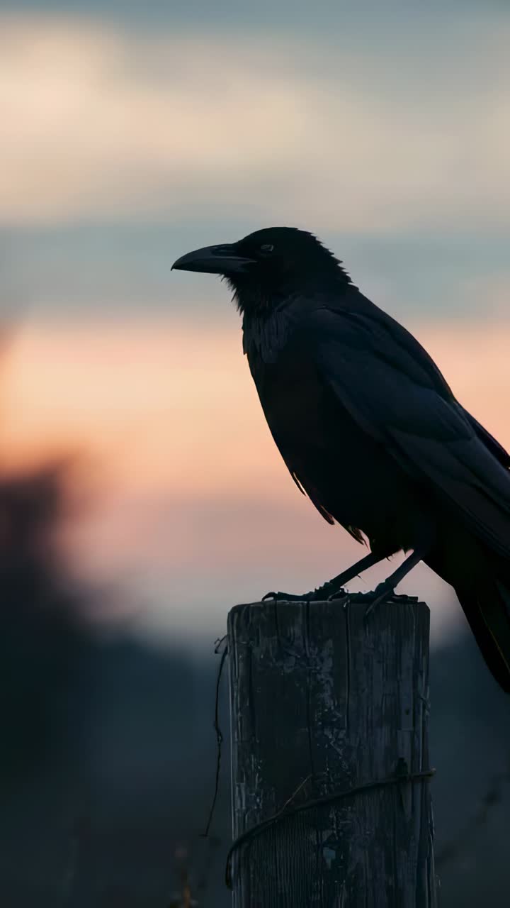 Vertical video: Turning large raven calling on post in field as dusk falls, rusty wire, copy space