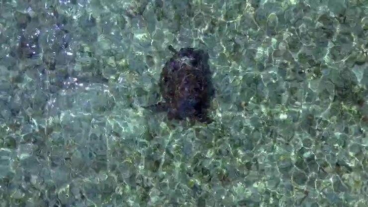 Wildlife green sea turtle swimming freely in shallow, clear turquoise ocean water over a visible seabed, representing marine life and conservation. Lovely aerial view drone camera pointing down