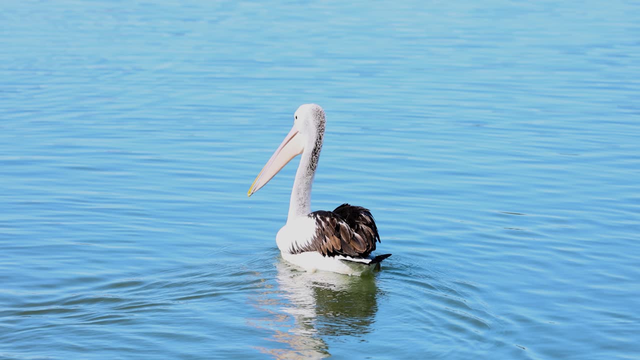 펠리칸과 해파리가 물에서 상호 작용합니다.
