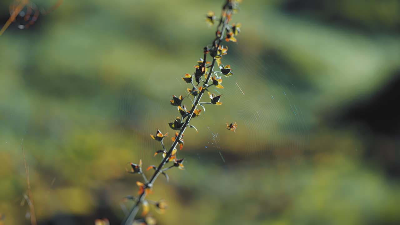 A close-up shot of a delicate spider web with a spider in the middle hanging on the withering flower stems