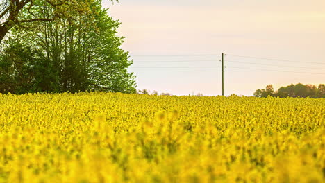 Yellow-plants-moving-in-the-wind-while-a-colorful-horizon-appear-by-the-setting-sun