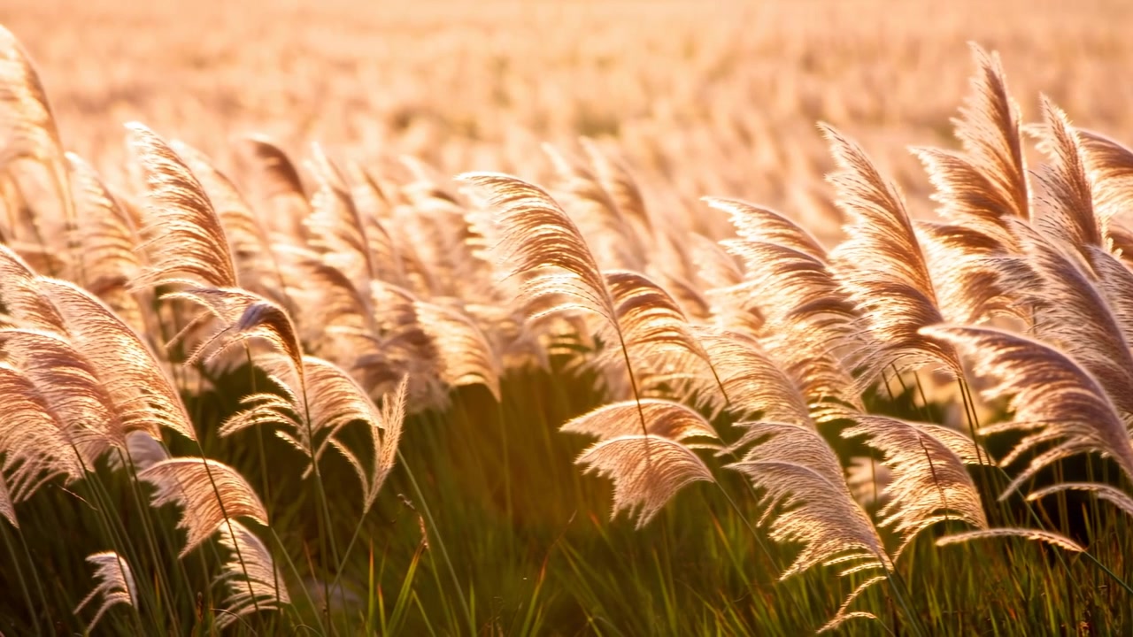 Vista ravvicinata di canne dorate ed erba che si muovono dolcemente in una calda brezza, con una luce solare soffusa e un campo naturale sfocato che creano una scena rurale calma.