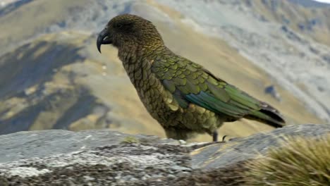 Un-Hermoso-Pájaro-Kea-Nativo-Caminando-En-La-Cima-De-La-Montaña