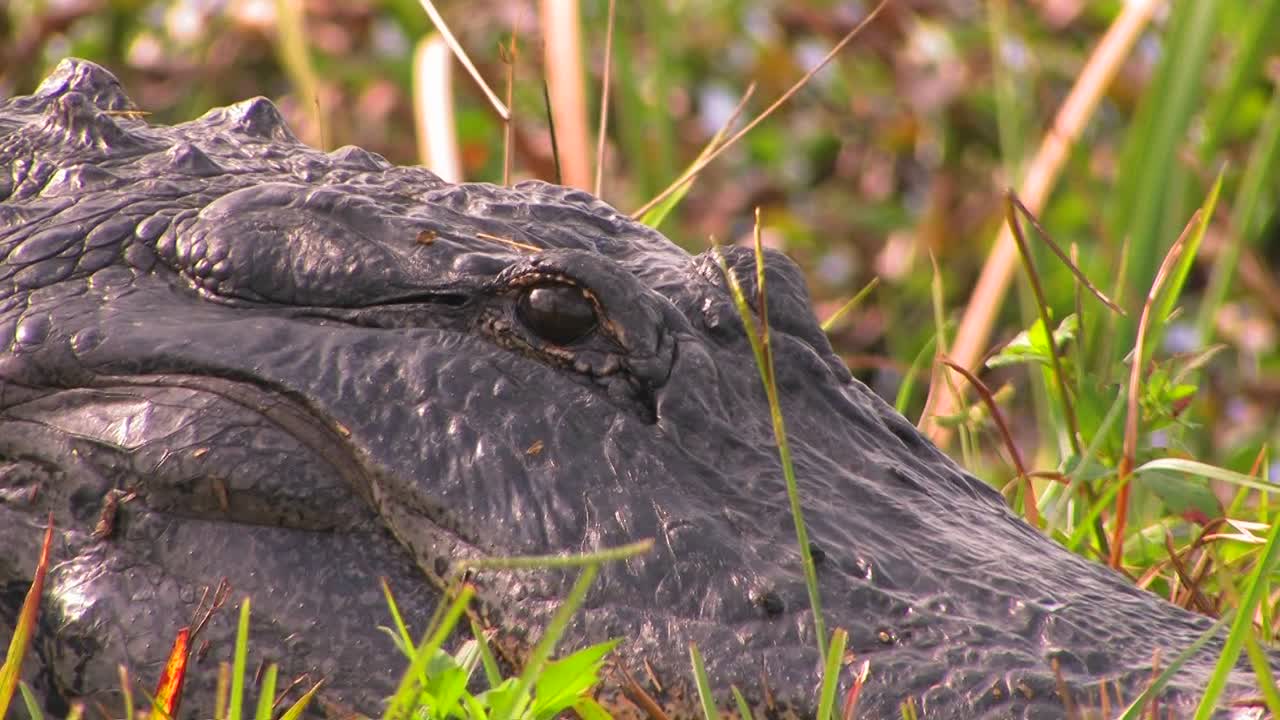 un caimán descansa en la hierba