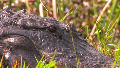 Ein-Alligator-Ruht-Im-Gras