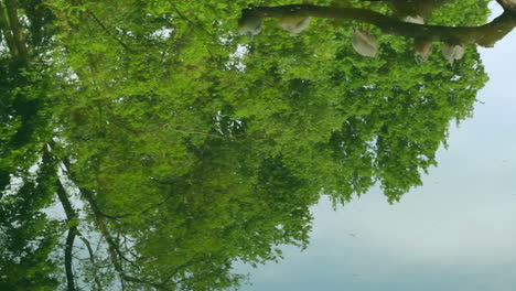 Pelicans-sitting-on-tree-in-water.-Group-of-waterfowl-birds-on-tree-in-lake