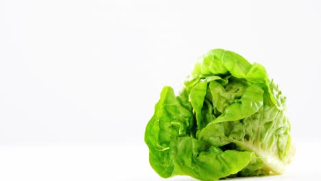 close-up of lettuce