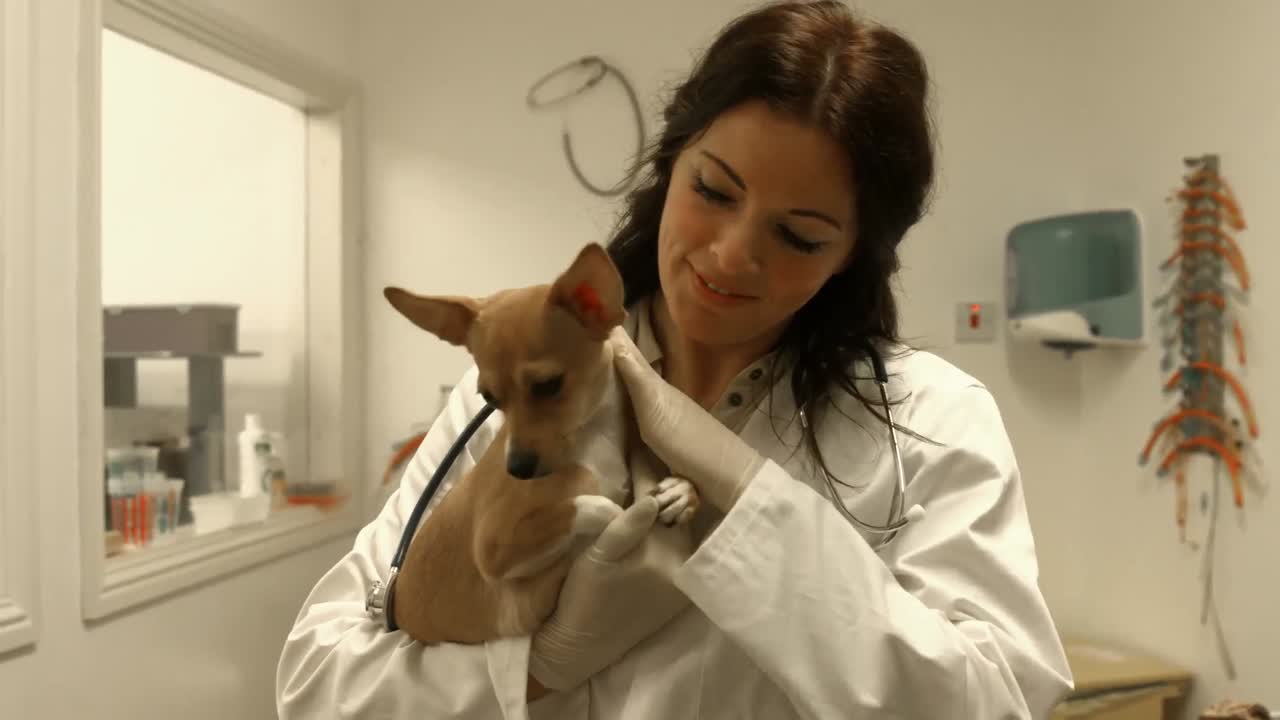 Vet examining dog in her office