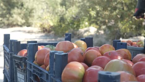 los agricultores vertiendo verduras