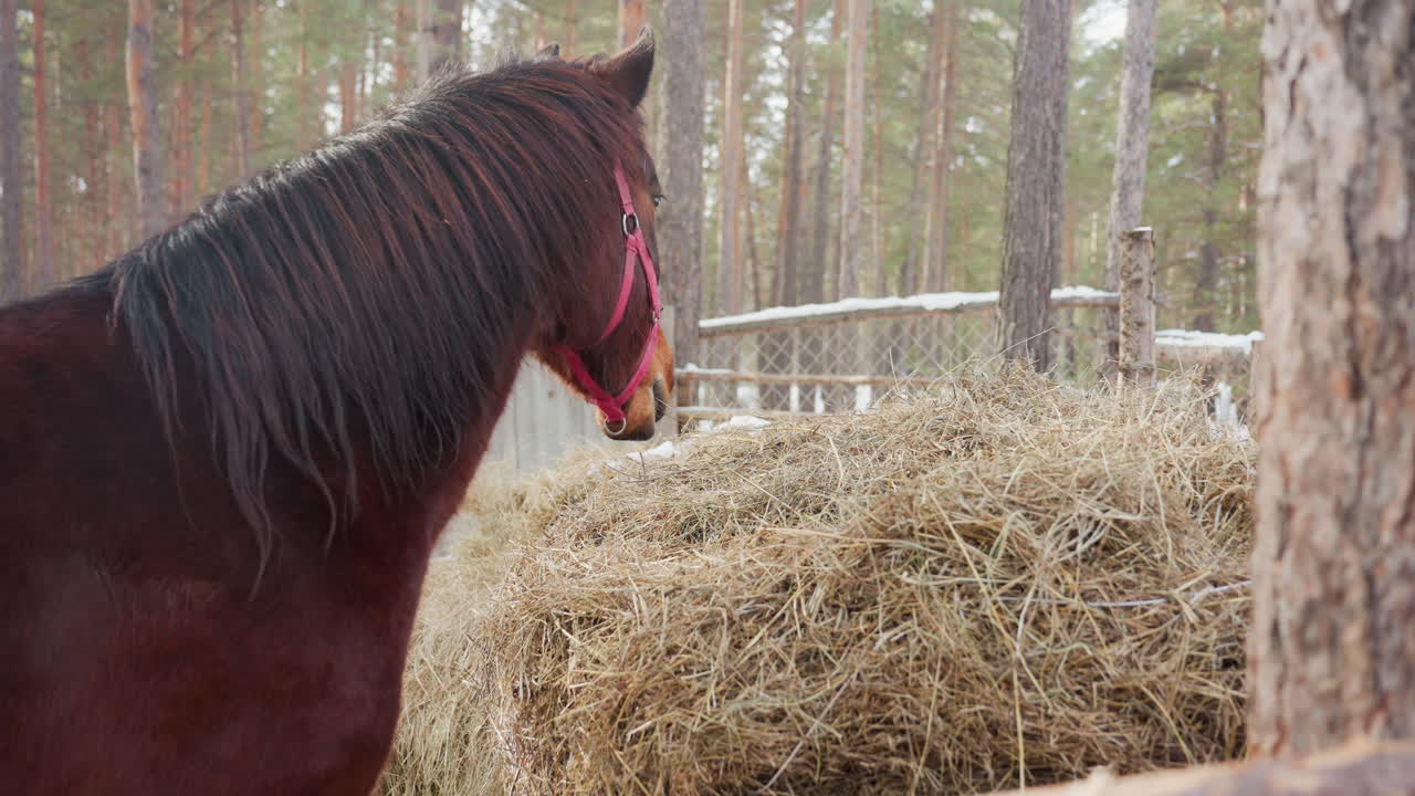 équido alcanza heno, caballo estira el cuello para buscar comida, animal inclina la cabeza hacia el almiar, corcel dobla el cuello para alcanzar la escena del heno, caballo estira el cuello mientras mastica cerca de pinos y terreno nevado