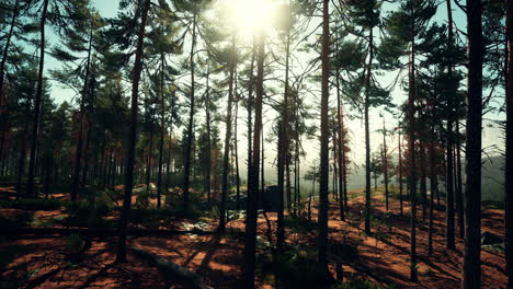 Wild-pine-trees-at-dawn-during-sunrise-in-a-beautiful-alpine-forest