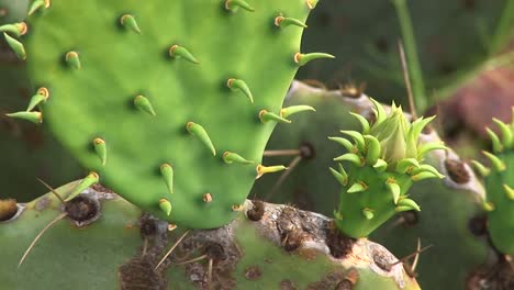 extremecloseup de las espinas de un cactus de texas
