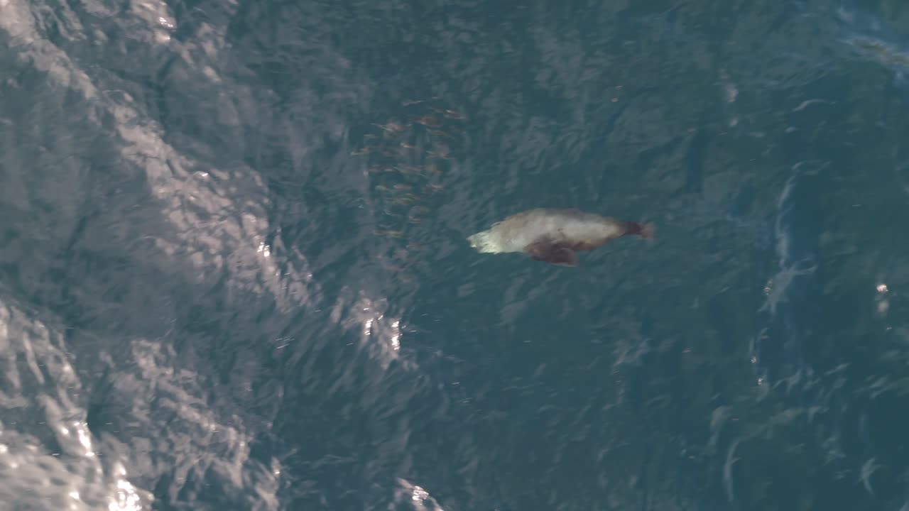 High-definition aerial shot highlighting the raw power and agility of a seal as it hunts down fish in an action-packed marine scene.