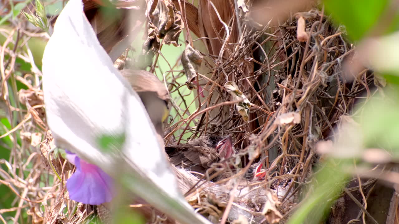 Madre bulbul del Cabo alimentando con moras a tres polluelos hambrientos en el nido, toma con teleobjetivo.