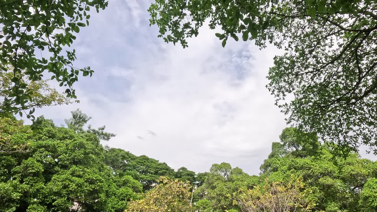 숲 위를 이동하는 구름의 타임스.