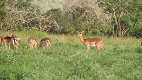 Grupo-De-Impalas-Hembras-Pastando-En-Un-Prado-Herboso