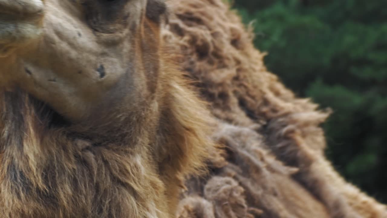 primer plano de camello árabe - dromedario comiendo y masticando comida en el zoológico