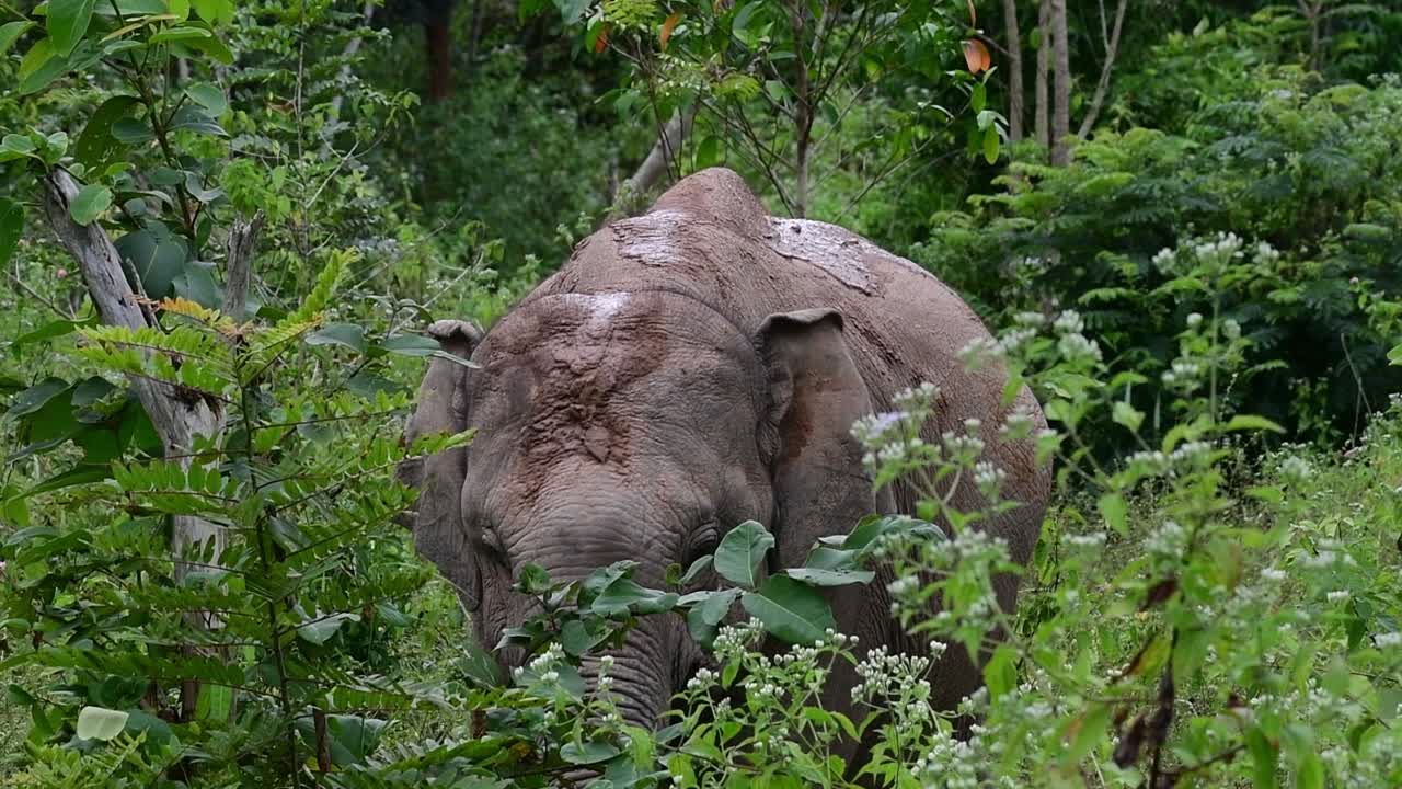 アジアゾウは絶滅危惧種であり、タイの居住者でもあります