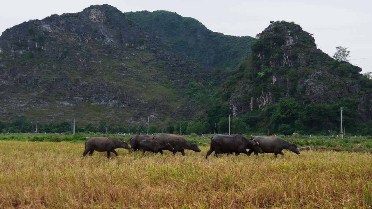 Vietnamese Water Buffalo Herd grazing in golden rice fields, slow motion