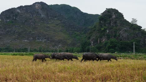 vietnamese water buffalo herd grazing in golden rice fields, slow motion