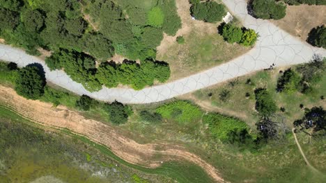 Daytime-aerial-walkway-in-the-forest