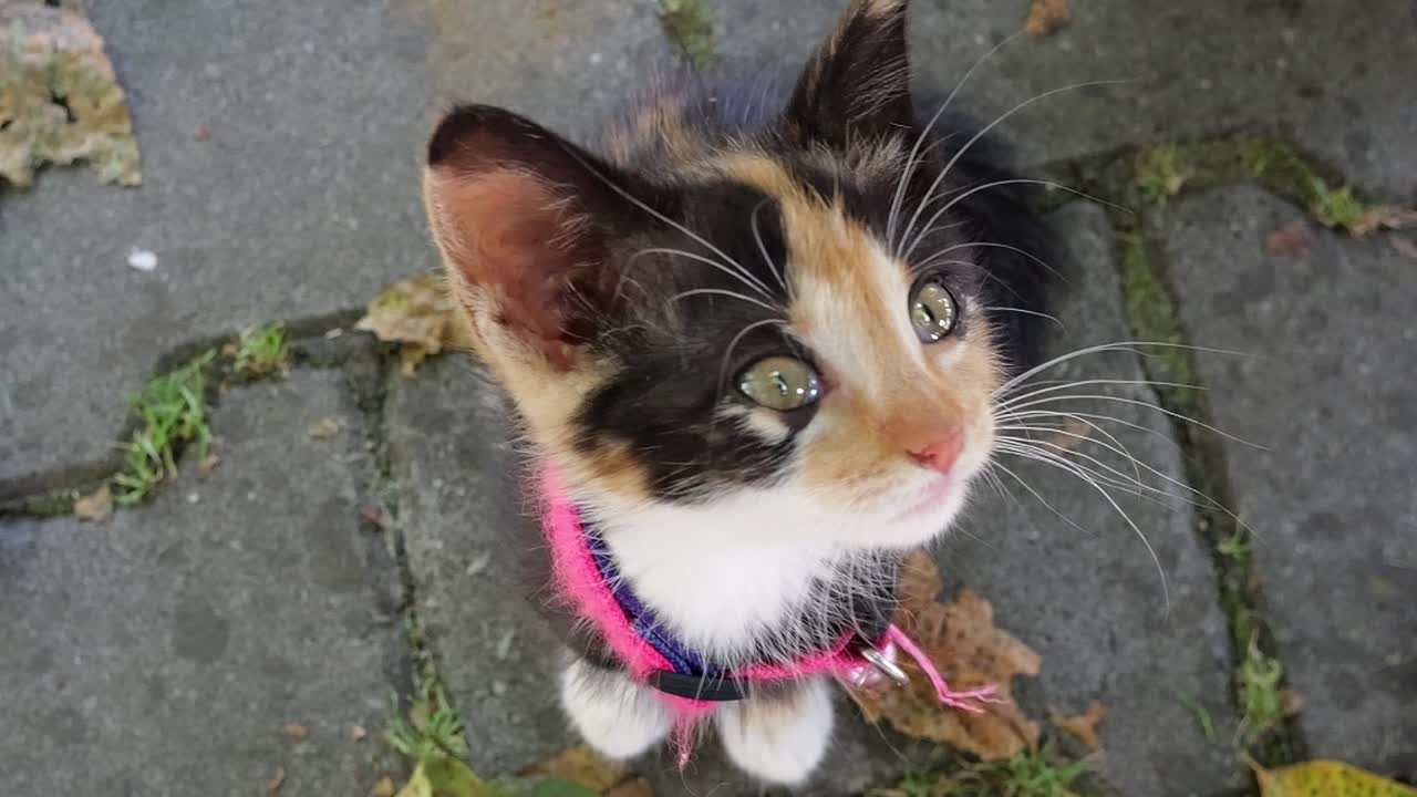 Small kitten looking frightened in slow-motion effect