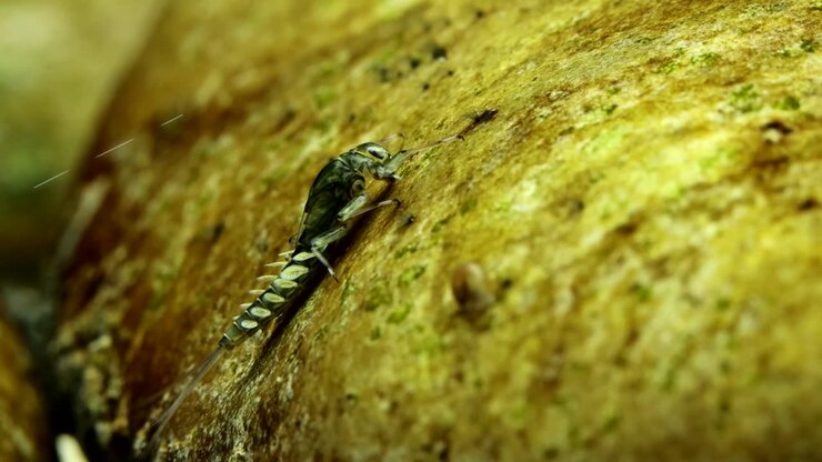 Ninfa di effimera (Baetis sp.) sott'acqua, aggrappata a una roccia in corrente, mentre si nutre di alghe e perifiton, primo piano macro estremo ad angolo basso.
