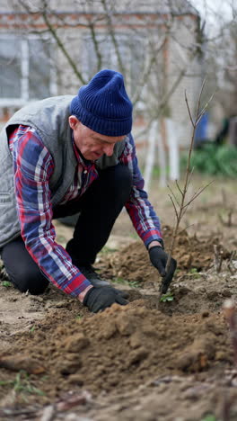 experienced farmer is planting a new tree in his garden. man thumbs and rams down the ground around the tree. vertical video.