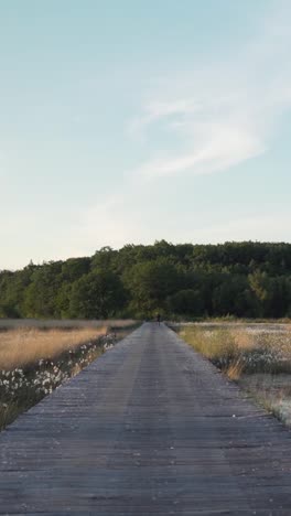 wooden bridge through a field and forest