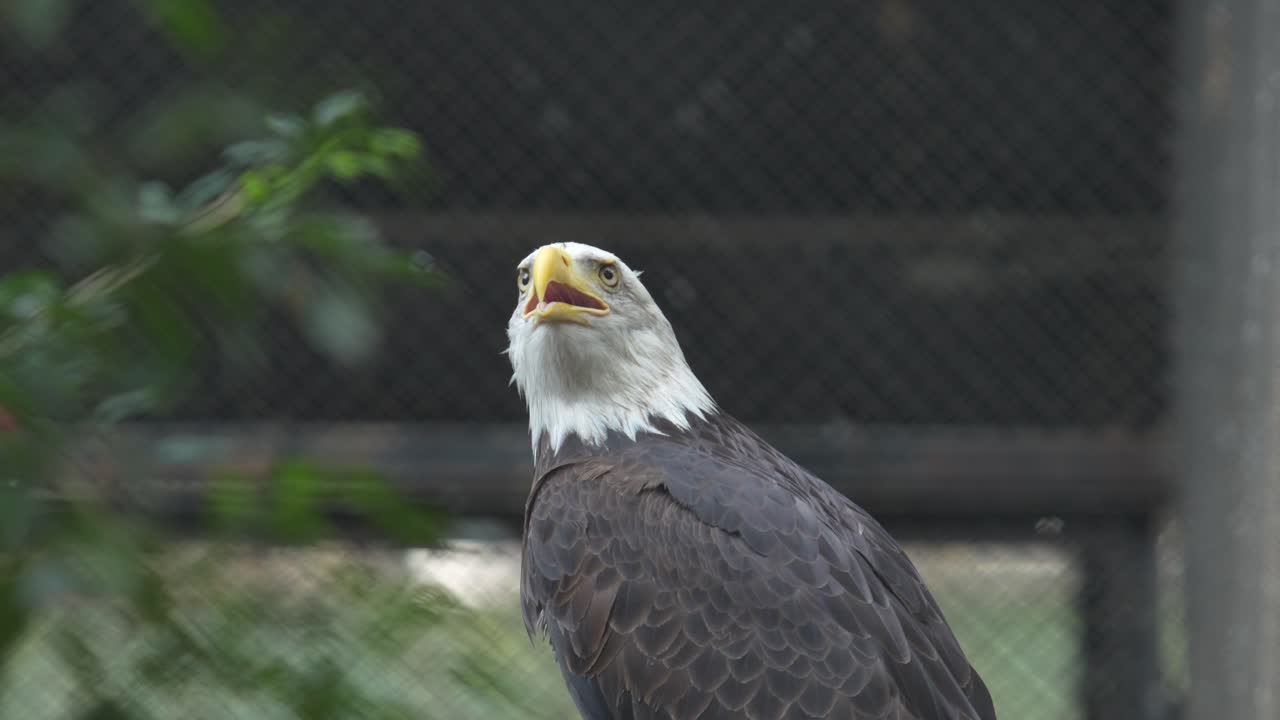 Der Weißkopfseeadler ist im Zoo