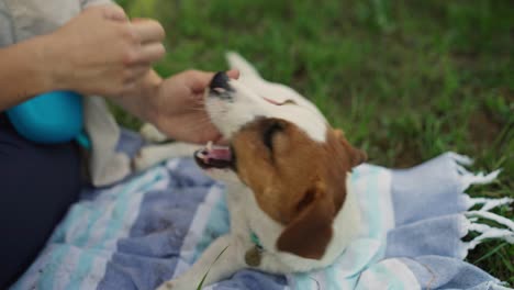 woman playing with her jack russell terrier in the park