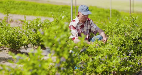 Confident-Male-Farm-Researcher-Examining-And-Tasting-Blueberry-On-Field-1