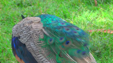 Royal-peacock-specimen-walking-on-meadow,-close-up