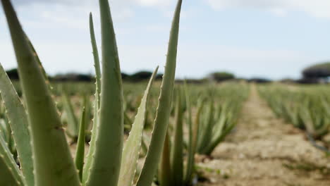 una hilera de plantas de aloe vera se balancean con la brisa en una granja en aruba