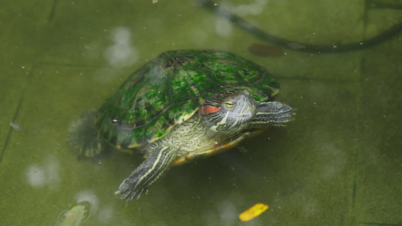 la tortuga deslizante de orejas rojas muestra el vientre de piel clara mientras vadea en aguas de musgo