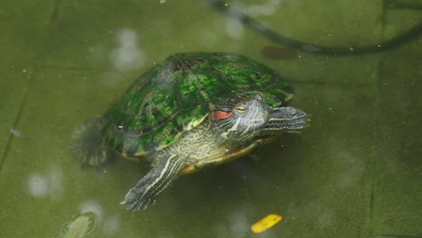 La-Tortuga-De-Orejas-Rojas-Muestra-Su-Vientre-De-Piel-Clara-Mientras-Camina-En-Aguas-Cubiertas-De-Musgo.