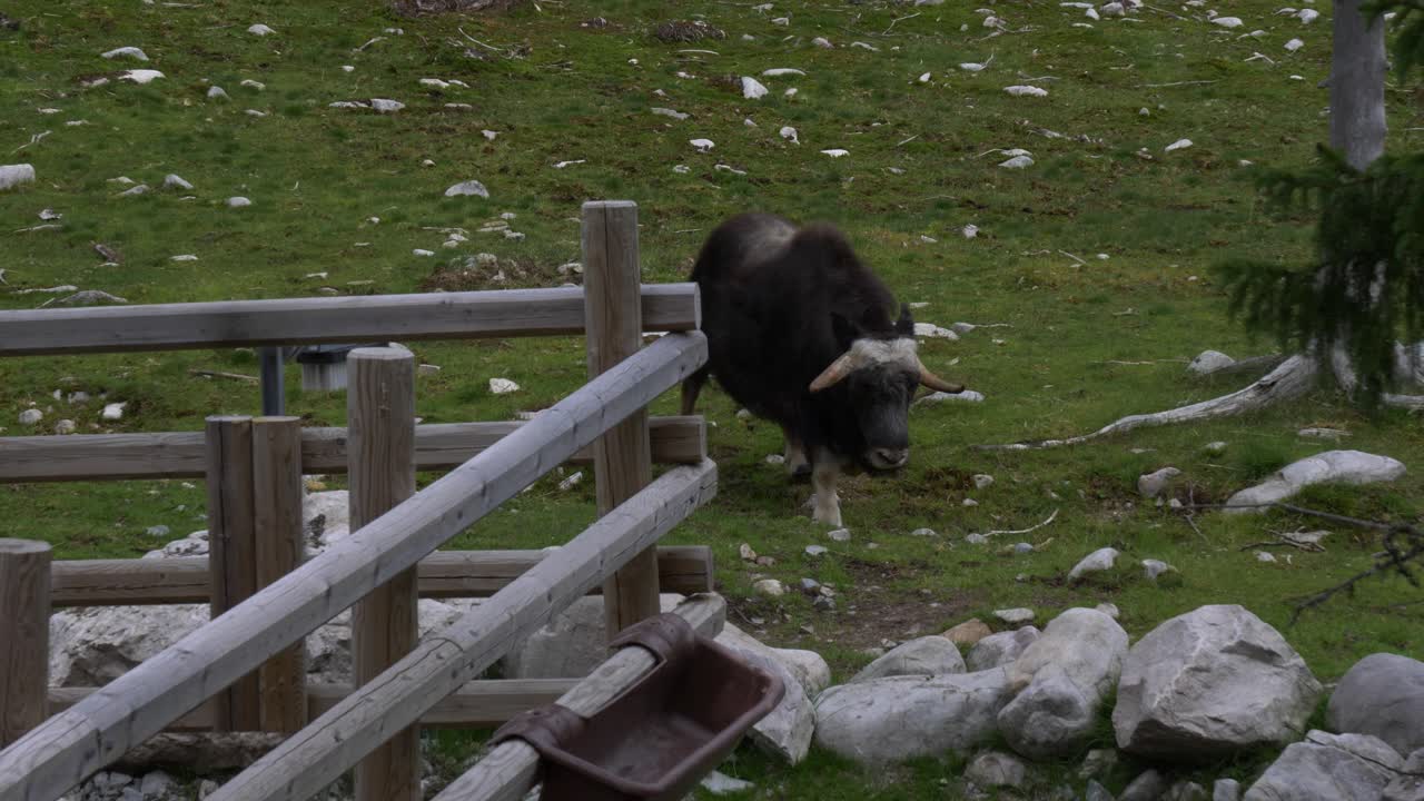 muskox obibos moschatus 슬로우 모션은 전통적인 북부 초원 녹색 풍경을 걷고 있습니다.