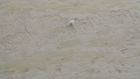 Seabird-picking-in-sand-for-food,-Fulmar,-Fulmarus-glacialis-on-beach