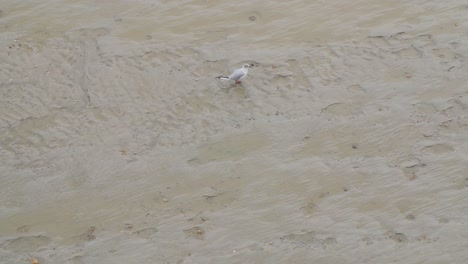 해변에서 음식, fulmar, fulmarus glacialis를 위해 모래에서 따는 바닷새