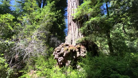 secuoya gigante con un inmenso crecimiento de madera burlwood, la cámara se inclina lentamente hacia arriba para revelar la parte superior del árbol y el cielo azul sobre su cabeza