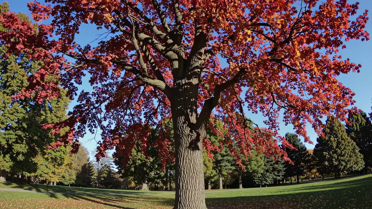 A wide-angle video shot of a vibrant autumn tree with red leaves, captured from a low angle