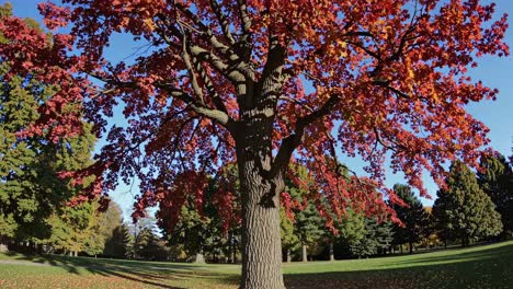 a wide-angle video shot of a vibrant autumn tree with red leaves, captured from a low angle