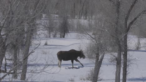 Enge-Aufnahme-Eines-Elches,-Der-Im-Tiefen-Schnee-Auf-Der-Suche-Nach-Nahrung-Weidet