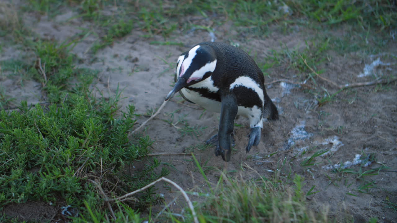 African penguin standing, looking around and scratching itself with it's left paw on grassy coastal hill during afternoon