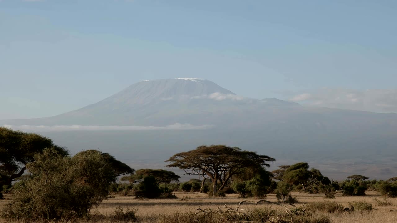 il monte kilimanjaro con gli acacia ad amboseli, in kenya