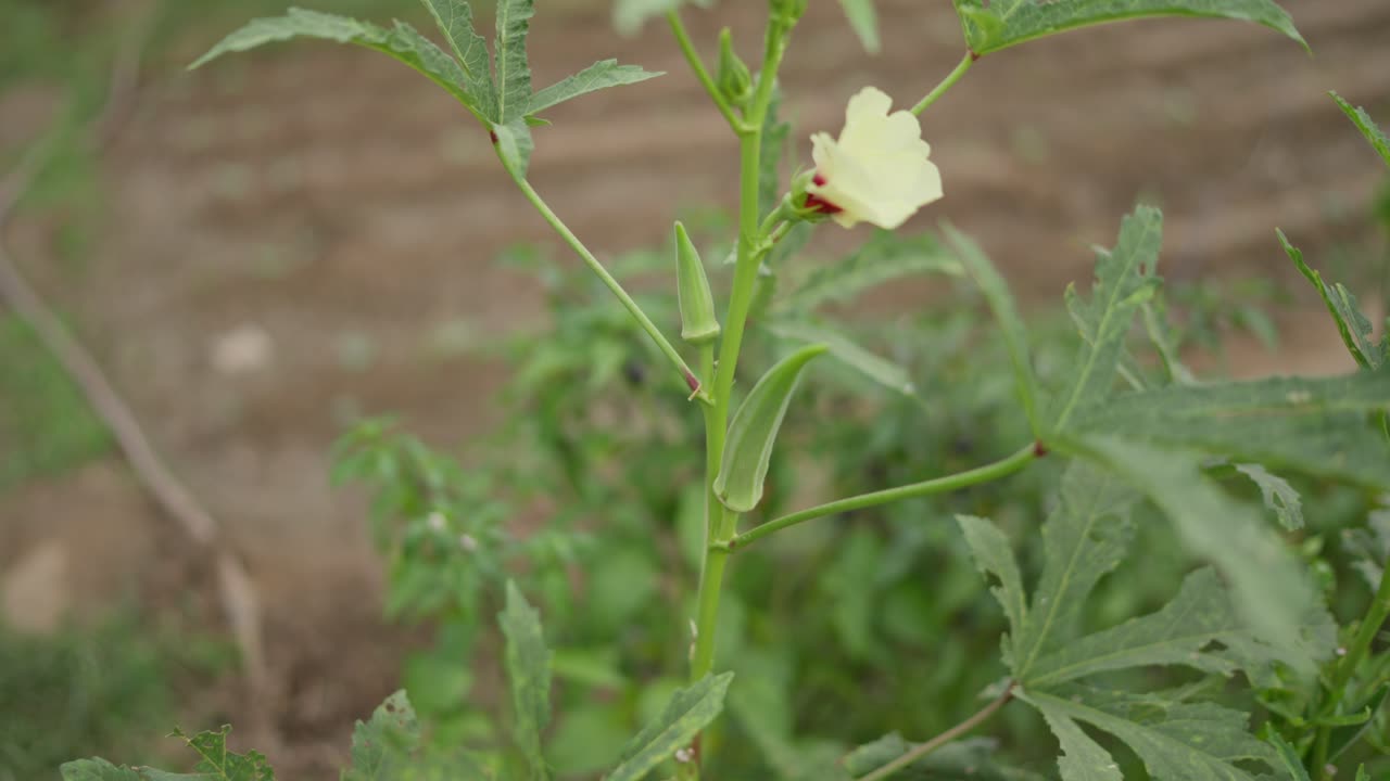 Optagelse af en okra (ladyfinger) plante, der vokser i en have. Viser klatregrøntsager, naturlig dyrkning og sunde landlige havebrugspraksisser